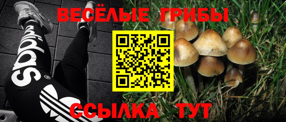 Галлюциногенные грибы прущие грибы Ржев